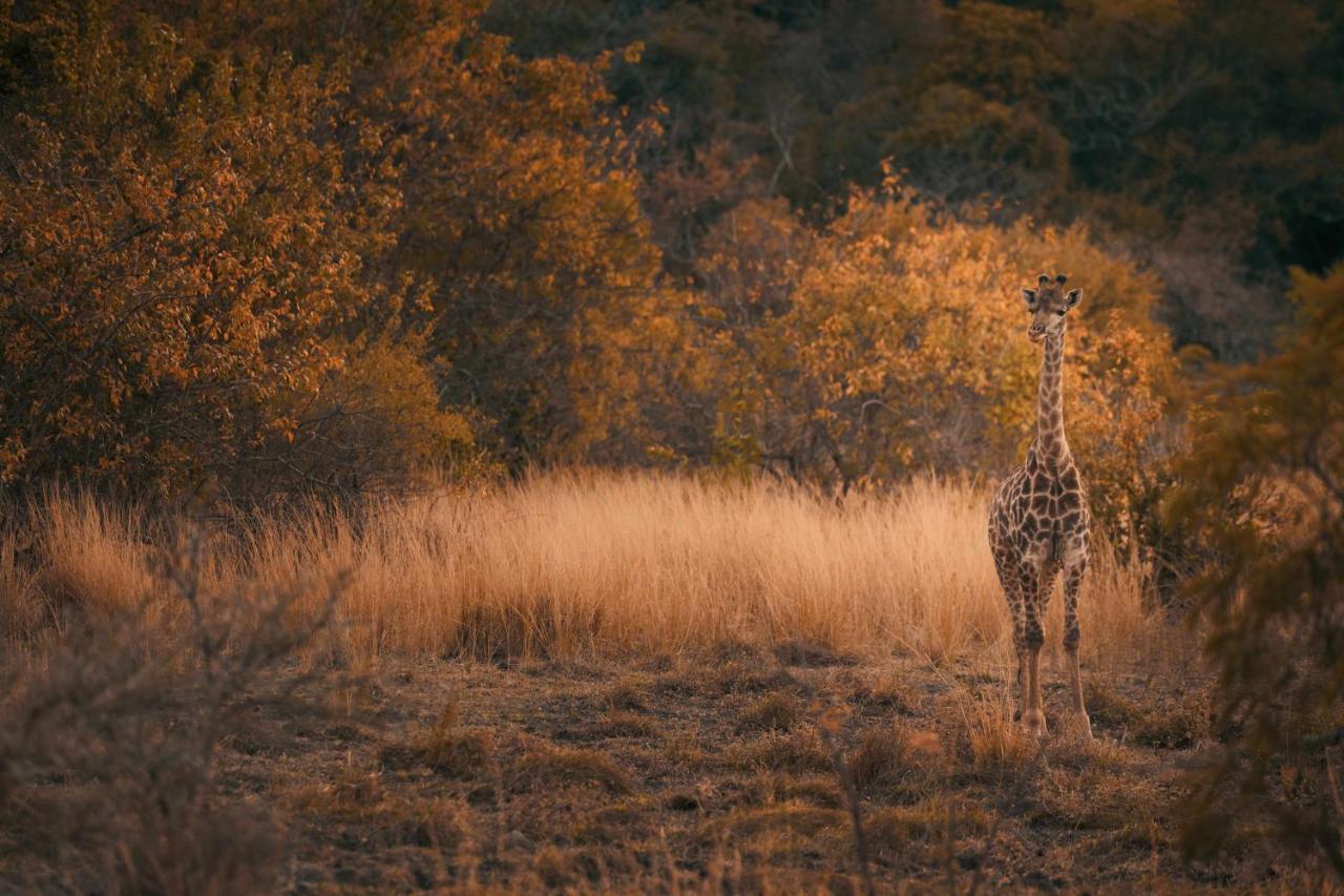فيلا Leshiba Wilderness لويس تريشارد المظهر الخارجي الصورة
