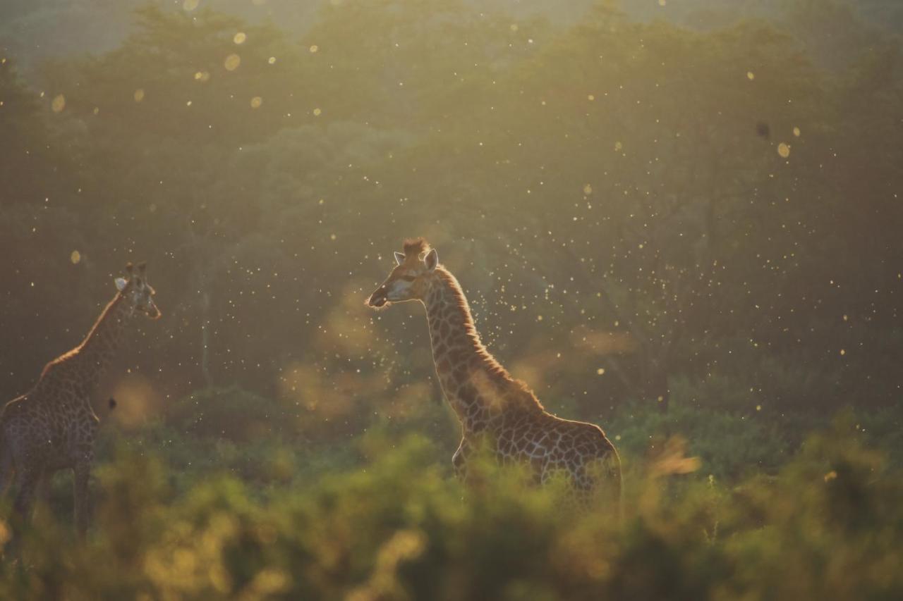 فيلا Leshiba Wilderness لويس تريشارد المظهر الخارجي الصورة