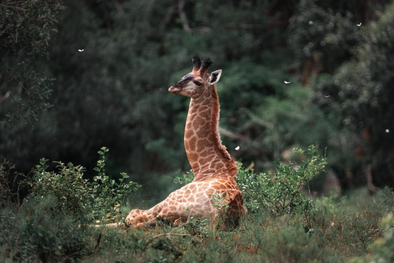فيلا Leshiba Wilderness لويس تريشارد المظهر الخارجي الصورة